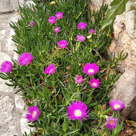 Apartment With Parking Space - 8527